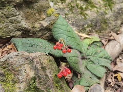 Ardisia primulifolia