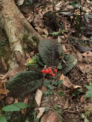 Ardisia primulifolia