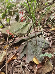 Ardisia primulifolia