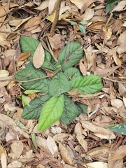 Ardisia primulifolia