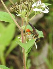 Sphex ichneumoneus
