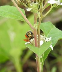 Sphex ichneumoneus