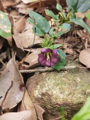 Tripterospermum nienkui