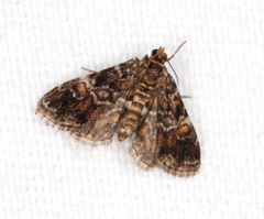 Elophila responsalis