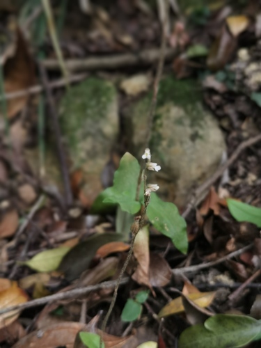 Zeuxine boninensis iNat (2)