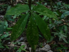 Anthurium clavigerum