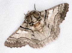 Hypobapta diffundens