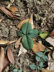 Ardisia primulifolia