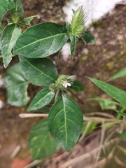 Lepidagathis incurva