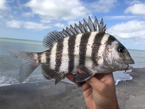 Sheepshead