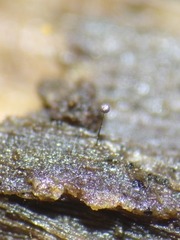 Macbrideola argentea