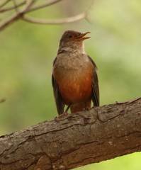 Turdus rufiventris