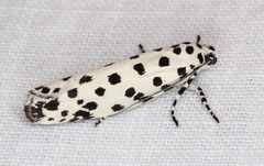 Ethmia clytodoxa