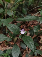 Strobilanthes tetrasperma