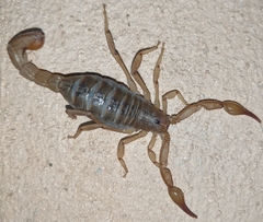 Mesomexovis subcristatus
