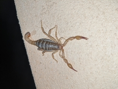 Mesomexovis subcristatus