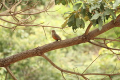 Turdus rufiventris
