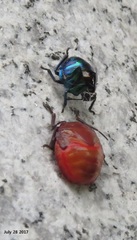 Poecilocoris splendidulus