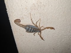 Mesomexovis subcristatus