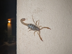 Mesomexovis subcristatus