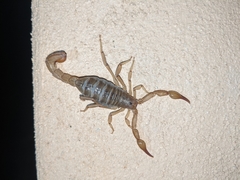 Mesomexovis subcristatus