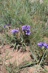 Gentiana dahurica