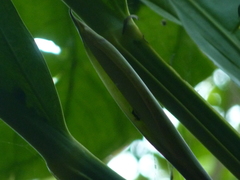 Anthurium galactospadix