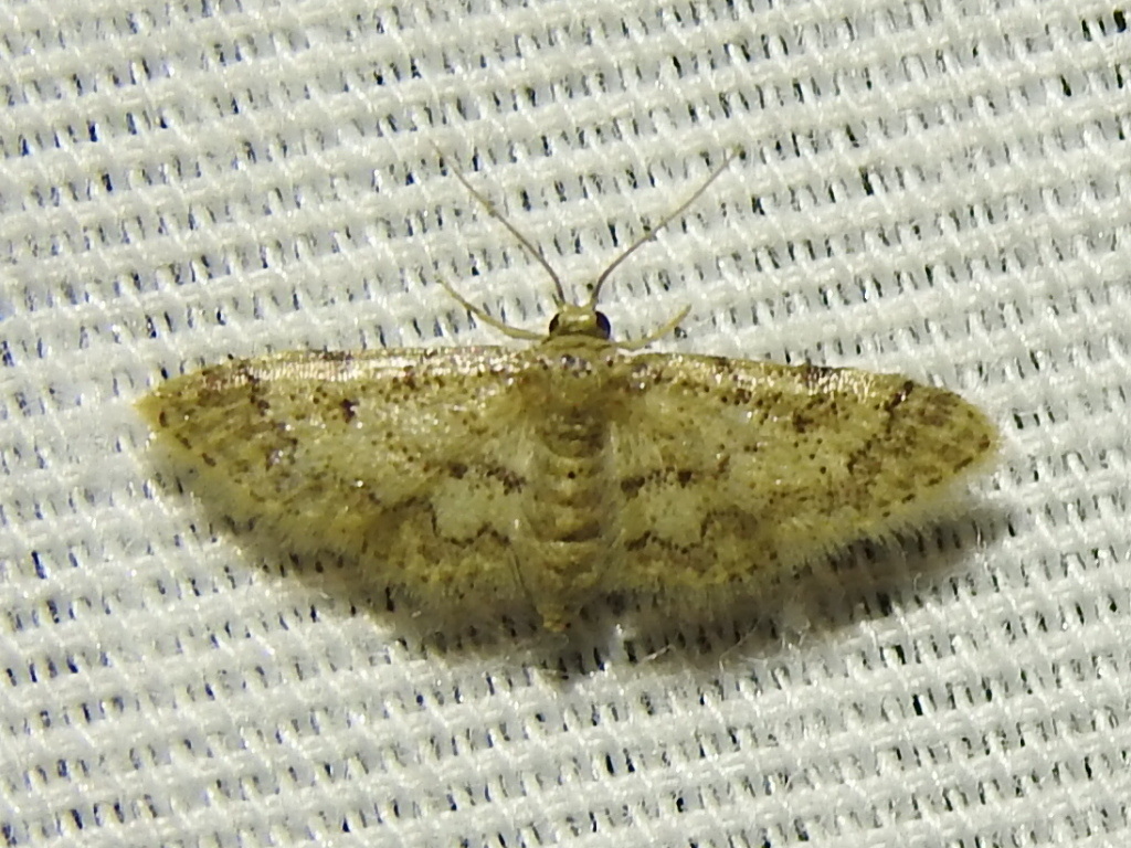 Chestnut-banded Wave
