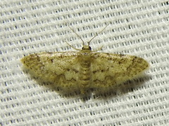 Idaea pervertipennis