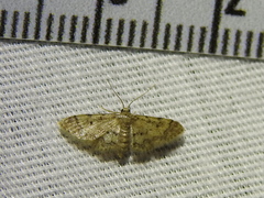 Idaea pervertipennis