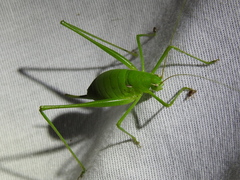 Planipollex pollicifer