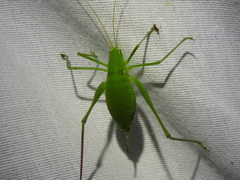 Planipollex pollicifer