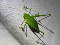 Planipollex pollicifer