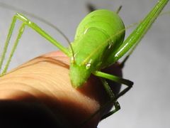 Planipollex pollicifer