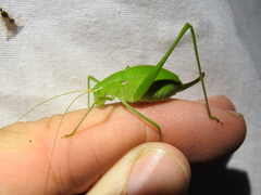 Planipollex pollicifer