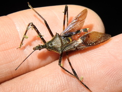 Zelus janus
