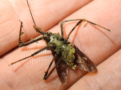 Zelus janus