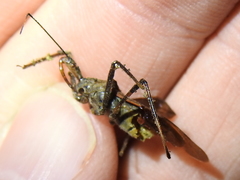 Zelus janus