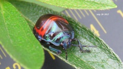 Poecilocoris splendidulus
