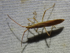 Protenor belfragei