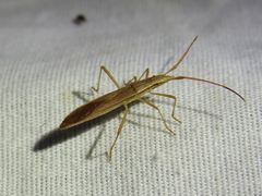 Protenor belfragei
