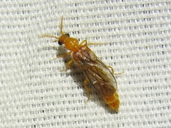 Paraptorthodius mirabilis