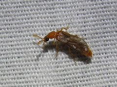 Paraptorthodius mirabilis