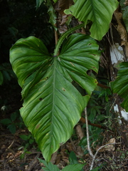 Philodendron ernestii