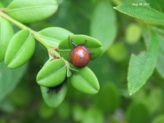 Poecilocoris splendidulus