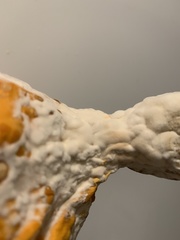 Sclerotinia sclerotiorum
