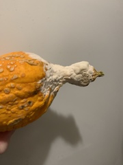 Sclerotinia sclerotiorum