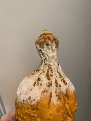 Sclerotinia sclerotiorum