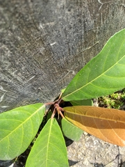 Ficus fistulosa