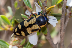 Castiarina adelaidae